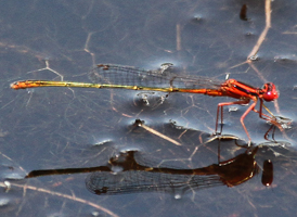 Scarlet Bluet